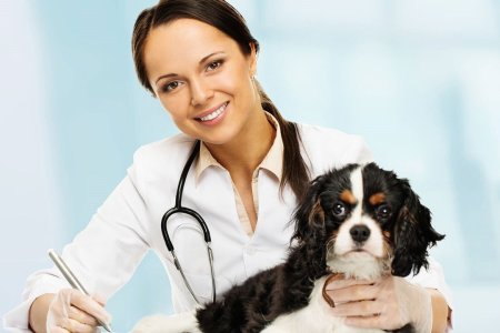 Доктор ветеринар