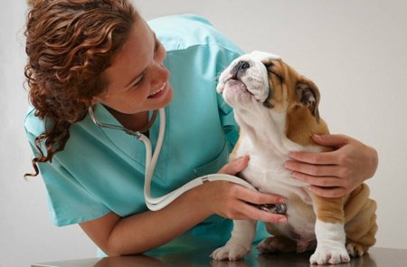 Ветеринар с собакой