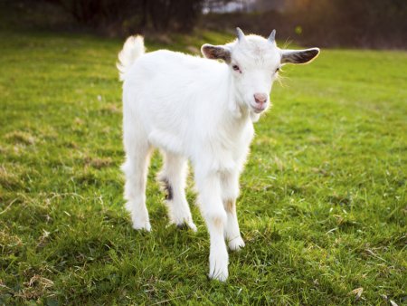 Коза с козлятами