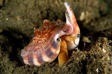 Стромбус улитка