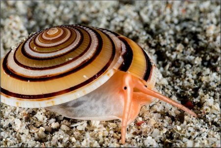 Морские брюхоногие моллюски