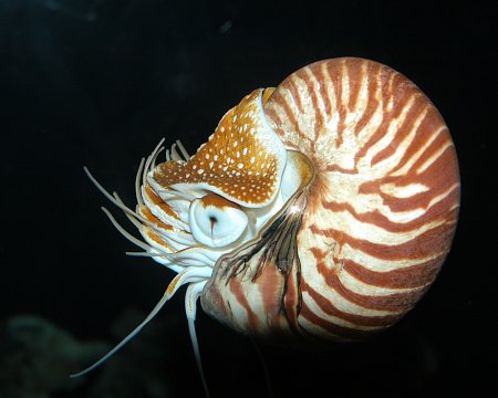 Наутилус моллюск брюхоногий