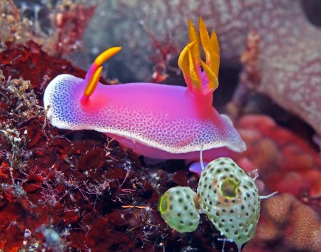 Морской брюхоногий моллюск голожаберные