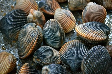 Двустворчатый моллюск Венерка