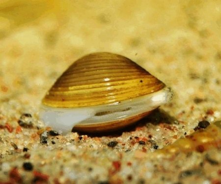 Улитка Шаровка яванская