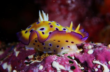 Морские брюхоногие моллюски морские