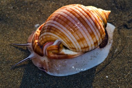 Морские брюхоногие моллюски