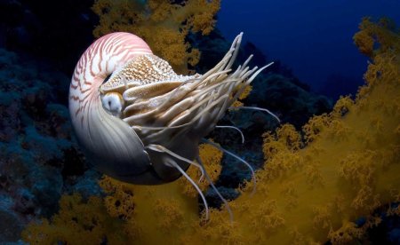 Головоногие моллюски Наутилус