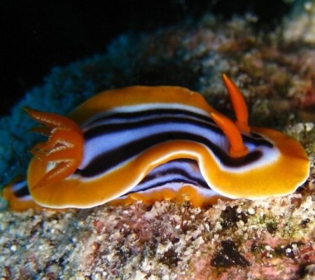 Крыложаберные моллюски