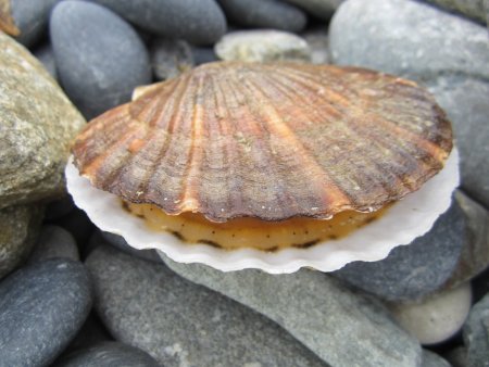 Двустворчатые моллюски морской гребешок