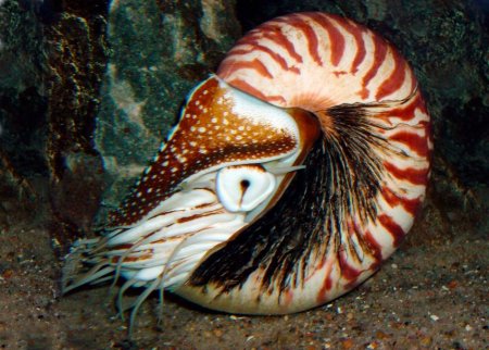 Головоногие моллюски Наутилус