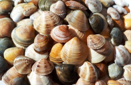 Морские двустворчатые моллюски