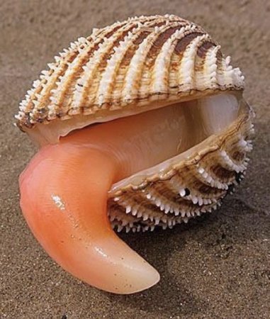 Морской моллюск Эдам