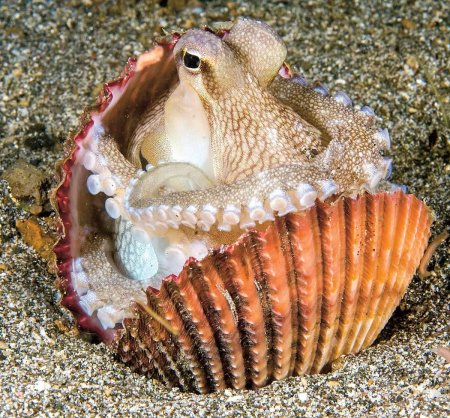 Ракушка Живая