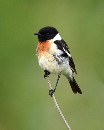 Черноголовый чекан птица