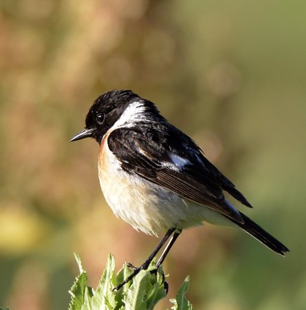 Черноголовый чекан