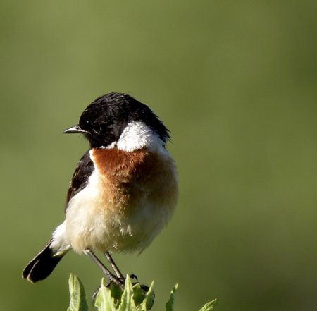 Черноголовый чекан