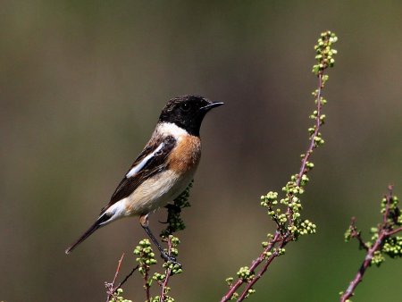 Черноголовый чекан птица