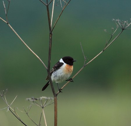 Черноголовый чекан самец