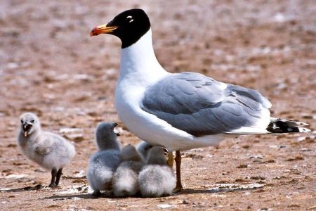Черноголовый хохотун (Larus ichthyaetus)