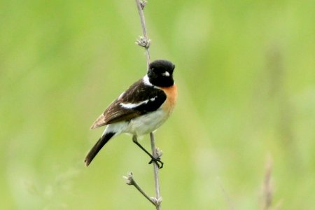 Черноголовый чекан ареал