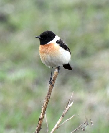 Черноголовый чекан в Сибири