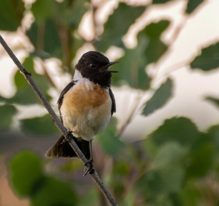 Черноголовый Серено