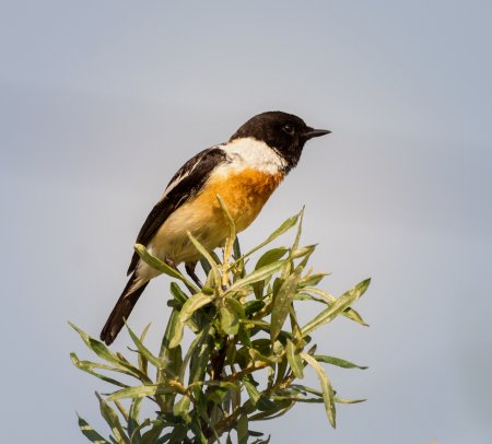 Черноголовый чекан самец