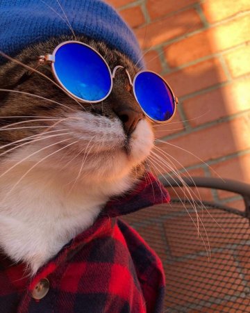 Кот в очках