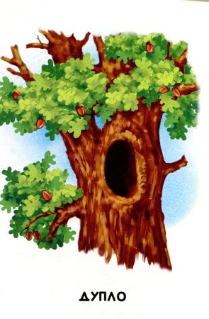 Дуб с дуплом