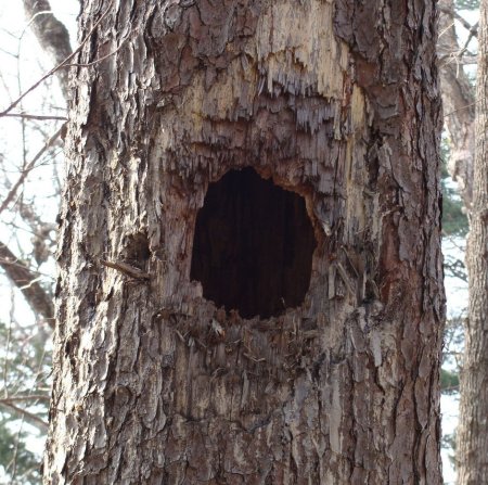Дупло белки беличье дупло Берлога медведя