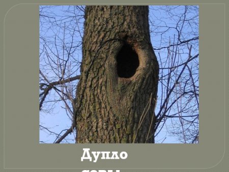 Дупло белки для детей