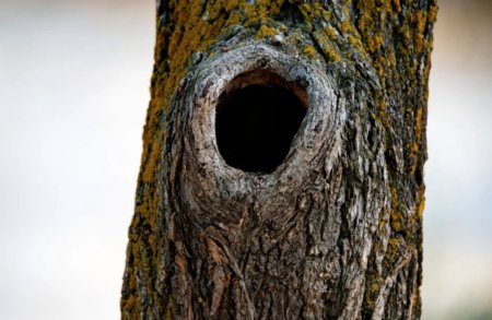 Дупло Кристины