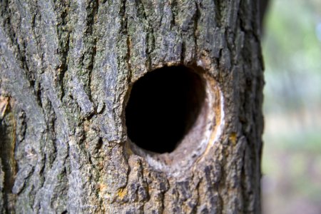 Дупло в сосне