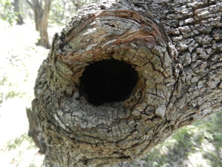 Дупло для детей