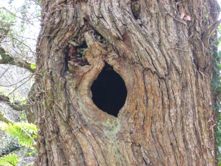 Дерево с дуплом