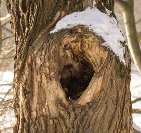 Дупло белки беличье дупло