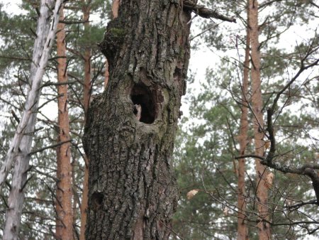 Белкино дупло слив