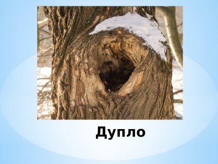 Дупла, Норы, берлоги, логова.