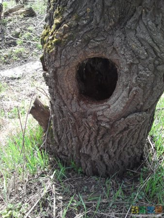 Дупло белки беличье дупло Берлога медведя