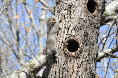 Беличья Нора