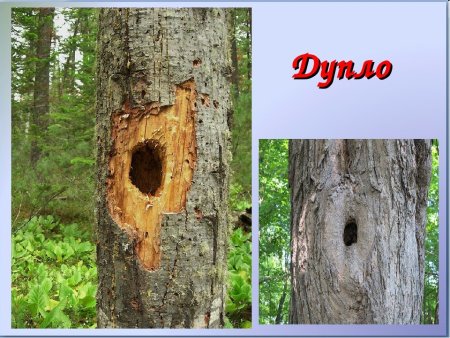 Кора дерева с дуплом