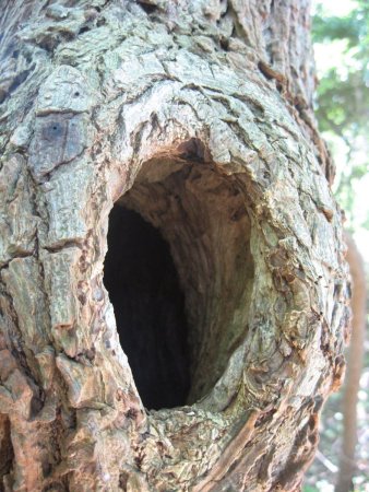 Дерево с большим дуплом