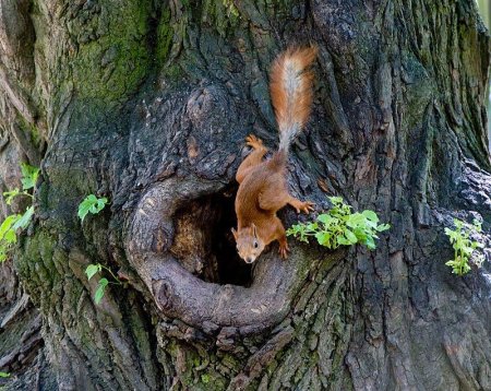 Беличья Нора