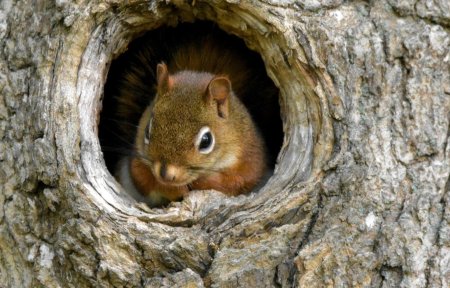 Беличья Нора