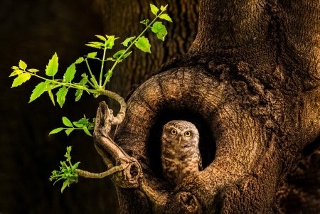 Сова на дереве