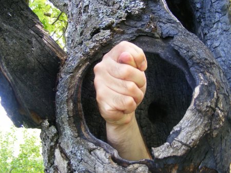 Большое дупло