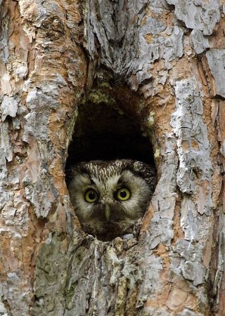 Мохноногий Сыч в дупле