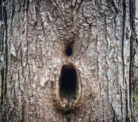 Дупло в дереве в виде вагины