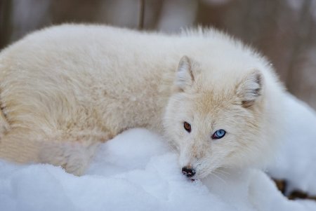 Песец белый